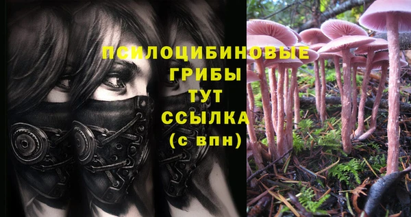 ГАЛЛЮЦИНОГЕННЫЕ ГРИБЫ Горно-Алтайск